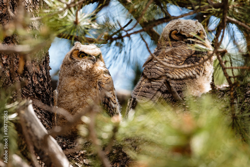 Great horned owlets perched protected in Ponderosa pines in Rocky Mountain National Park, Colorado photo