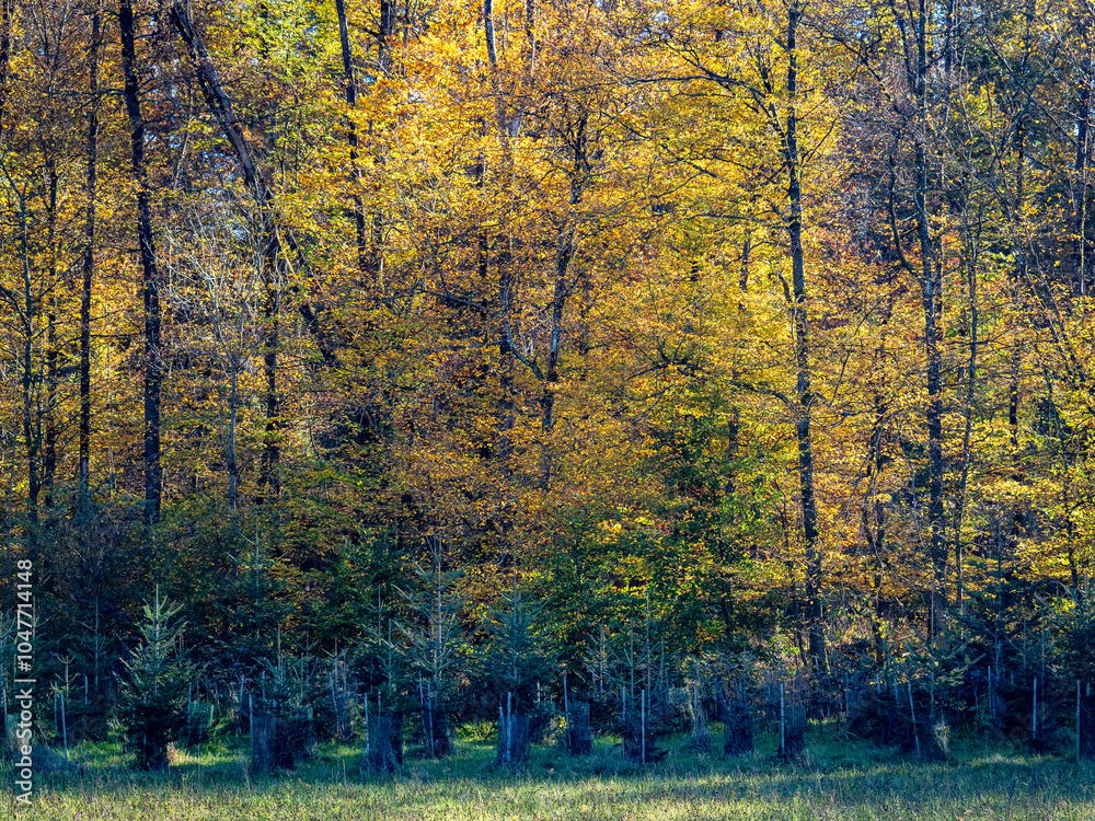 Fototapeta premium Wiederaufforstung im Nadelwald