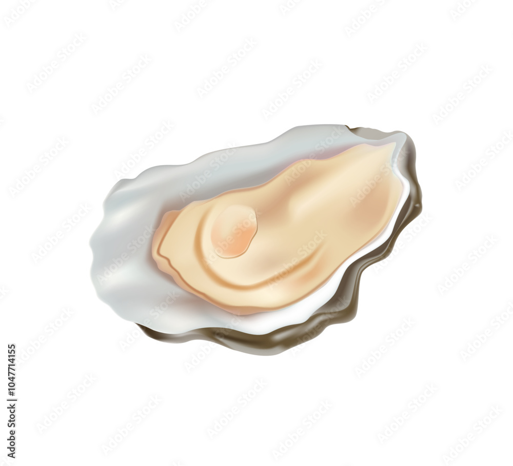 Oyster, cartoon seafood cuisine or sea food delicatessen mollusk 3D realistic illustration. Open oyster shell for gourmet. Mussel isolated on white background. Sea food. Mussel or oyster vector Oyster, cartoon seafood cuisine or sea food delicatessen mollusk 3D realistic illustration. Open oyster shell for gourmet. Mussel isolated on white background. Sea food. Mussel or oyster vector