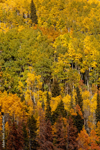 Mountainside aspens changing fall colors, within Rocky Mountain National Park, Colorado