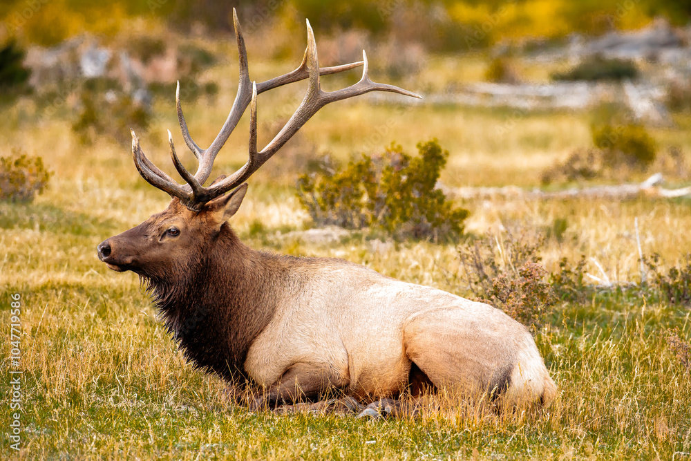 Bull elk resting in mid-autumn afternoon within Rocky Mountain National Park, Colorado Bull elk resting in mid-autumn afternoon within Rocky Mountain National Park, Colorado