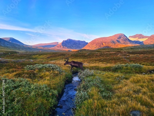 Reindeer in mountains