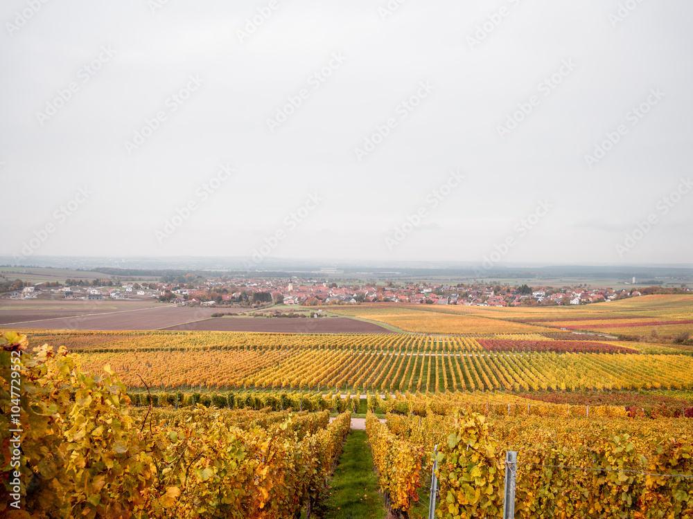 vineyard in autumn