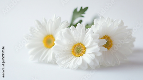 Three white daisies with yellow centers arranged on a light background for a serene look