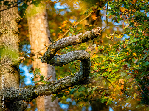 Abgestorbener Laubbaum im Mischwald