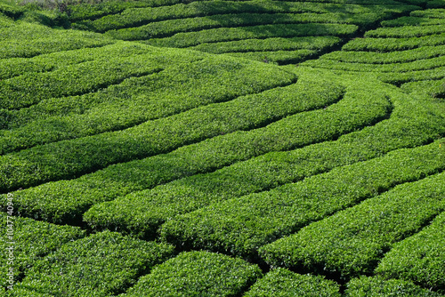 View of a tea plantation with abstract patterns and shapes.Tea plantations in the mountains that look fresh green.