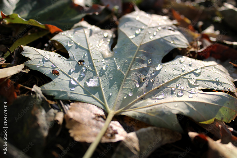 Fallen tree leaf, golden autumn, dew Fallen tree leaf, golden autumn, dew