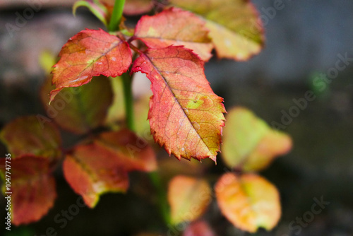 Rose Leaves 1. The appearance of rose leaves that have turned red