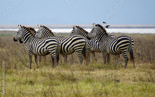 zebra in the serengeti park