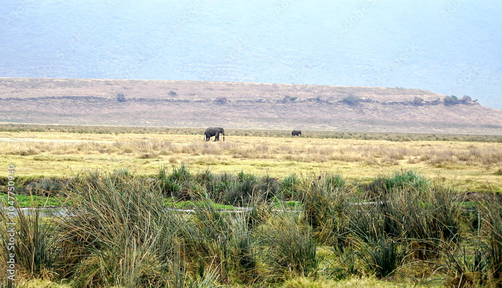 Obraz premium wild living elephant in the serengeti