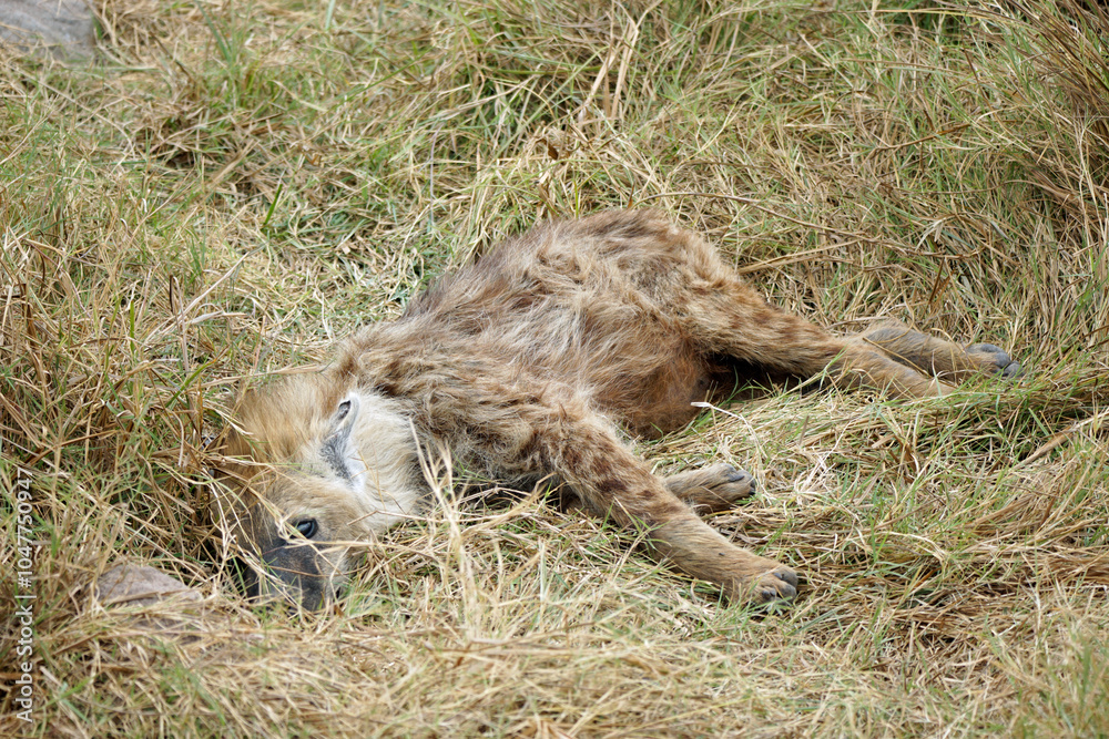 Obraz premium hyena in the serengeti park