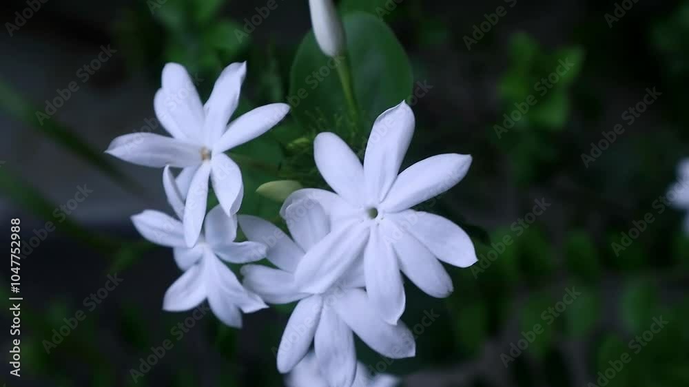 Jasminum officinale blossom at the garden, known as gambir jasmine, is a species of flowering plant in the olive family Oleaceae, usually called Bunga Melati in Indonesia Jasminum officinale blossom at the garden, known as gambir jasmine, is a species of flowering plant in the olive family Oleaceae, usually called Bunga Melati in Indonesia