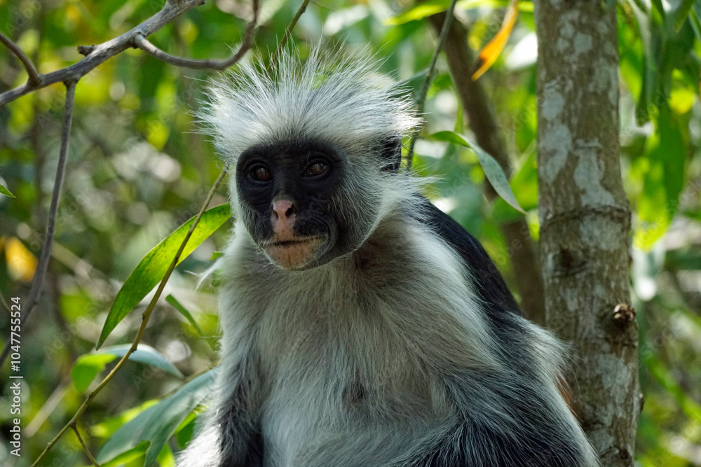 Fototapeta premium zanzibar colobus monkey (Piliocolobus kirkii)