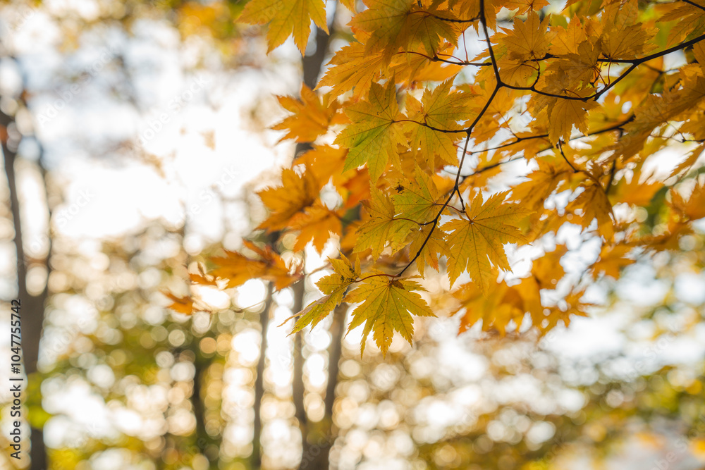 Colorful maple leaves with a warm sunlight during falling season or autumn in lake towada Japan, Yellow red and green color of nature, weather and autumn wallpaper for advertisement. gorgeous stunning Colorful maple leaves with a warm sunlight during falling season or autumn in lake towada Japan, Yellow red and green color of nature, weather and autumn wallpaper for advertisement. gorgeous stunning