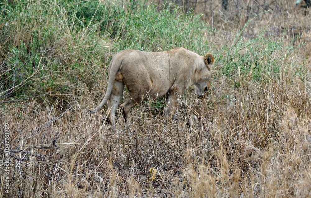 male and female lion lying in the savanna gras male and female lion lying in the savanna gras