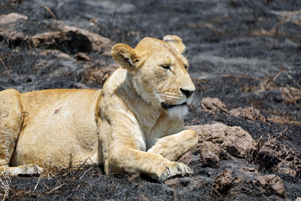 Fototapeta premium male and female lion lying in the savanna gras