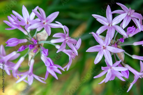 close up of Tulbaghia violacea , commonly known as  pink agapanthus, photo