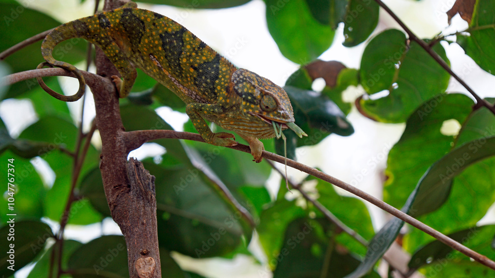 colorful chameleon on zanzibar island colorful chameleon on zanzibar island