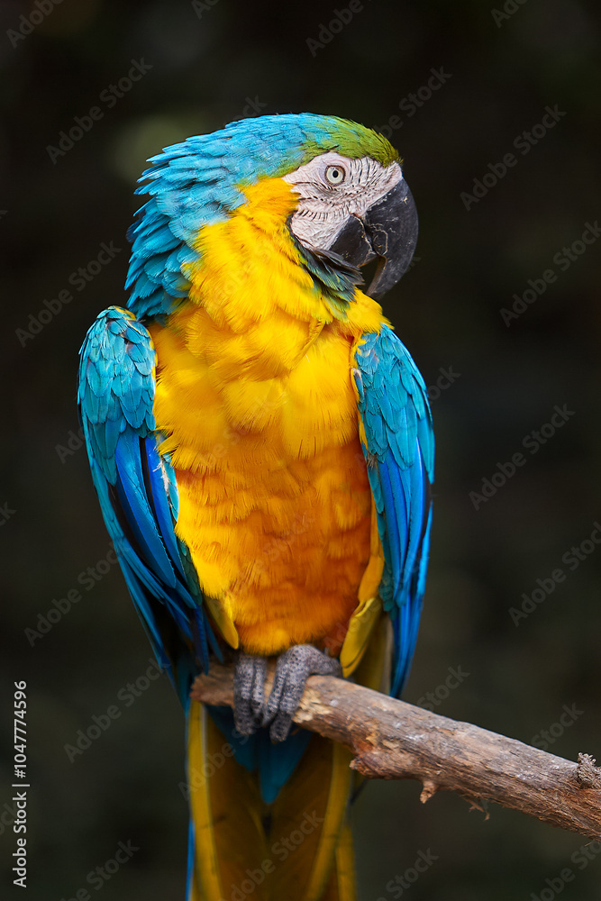 The stunning Blue-and-yellow Macaw showing off its vibrant colors under the warm skies. Every feather tells a story of the Amazon’s beauty and wild spirit. Manu National Park-Peru The stunning Blue-and-yellow Macaw showing off its vibrant colors under the warm skies. Every feather tells a story of the Amazon’s beauty and wild spirit. Manu National Park-Peru