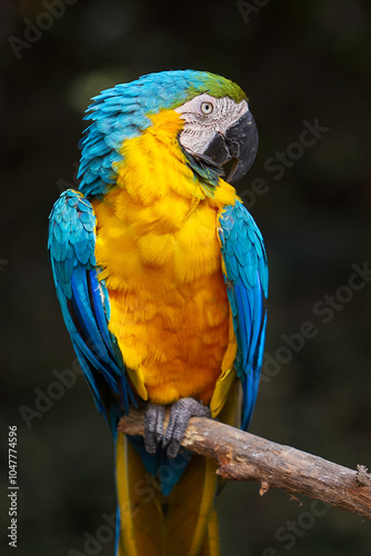 The stunning Blue-and-yellow Macaw showing off its vibrant colors under the warm skies. Every feather tells a story of the Amazon’s beauty and wild spirit. Manu National Park-Peru