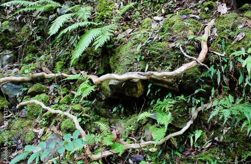 Fototapeta Naklejka Na Ścianę i Meble -  The tree roots exposed due to erosion
