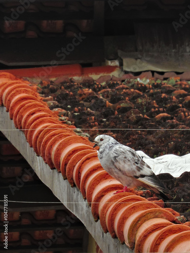 Dove with spotted plumage, perched on a roof ridge.