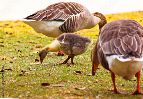 baby goose calmly pecking the lawn, sheltered between two adult geese.