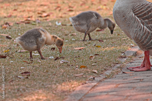two goose chicks pecking the lawn, under the watchful eye of mother goose.