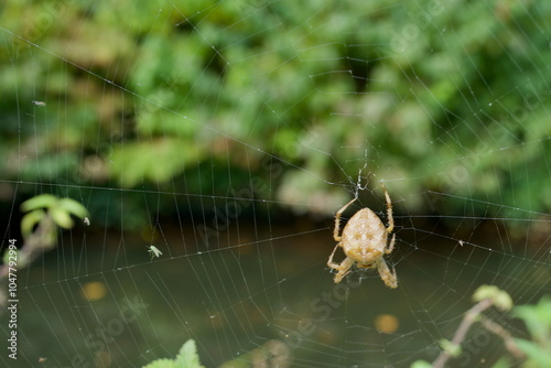 spider in the web photo