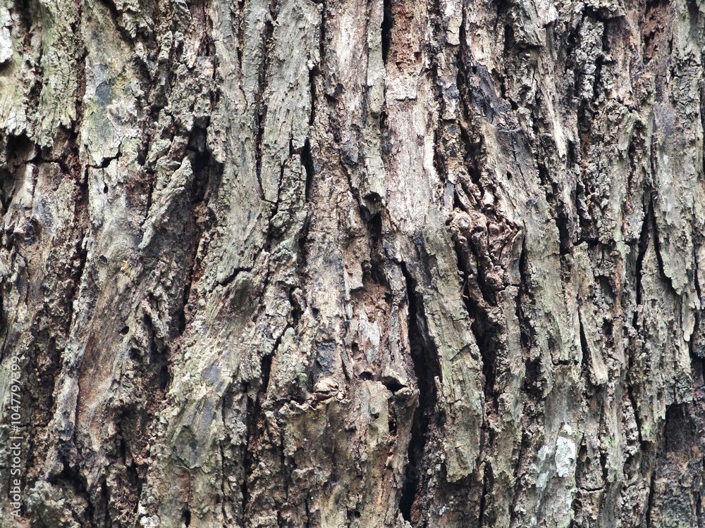 Bark pattern is seamless texture from tree. For background Bark pattern is seamless texture from tree. For background