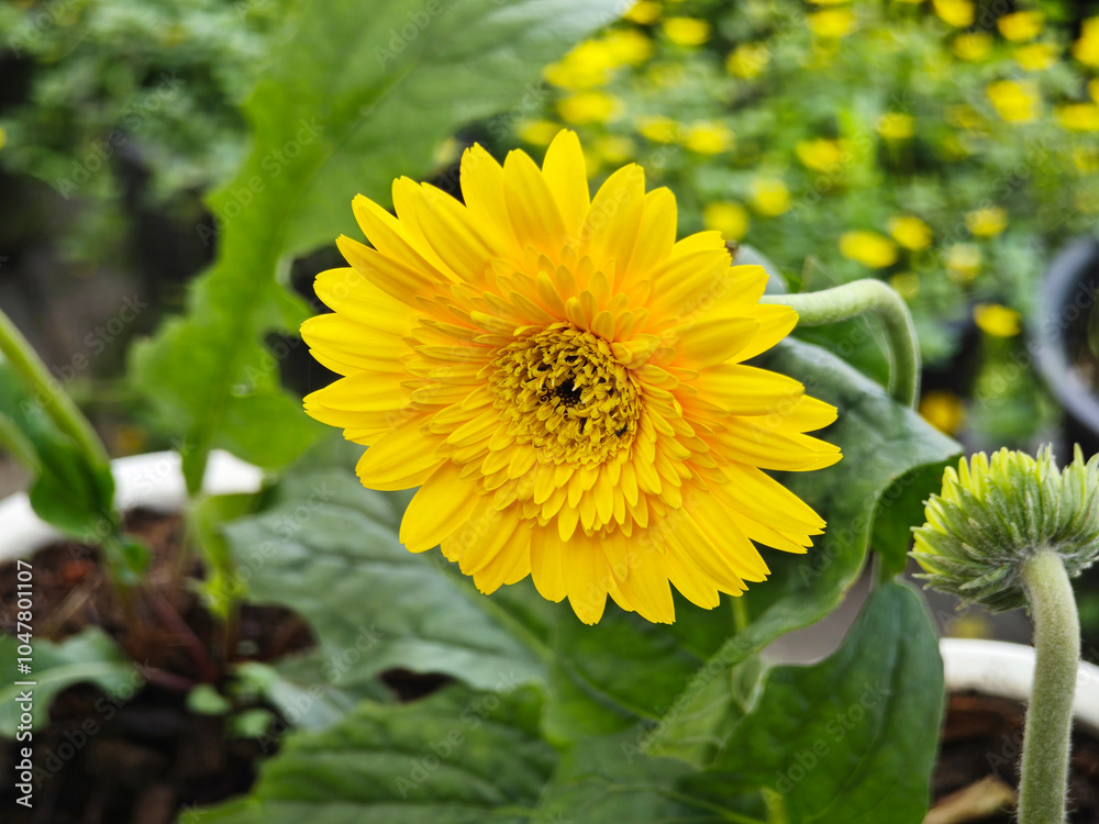 Yellow barberton daisy a flower