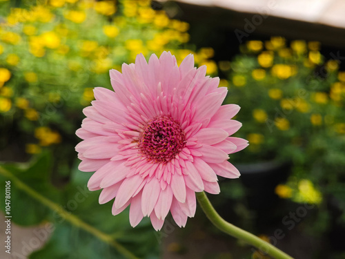Pink barberton daisy a flower.