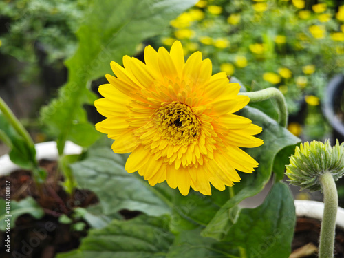 Yellow barberton daisy a flower