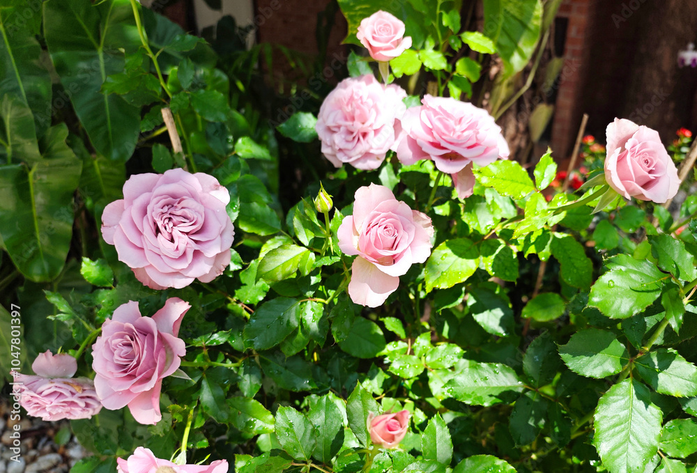 Fototapeta premium Light Purple Rose Bush in Bloom