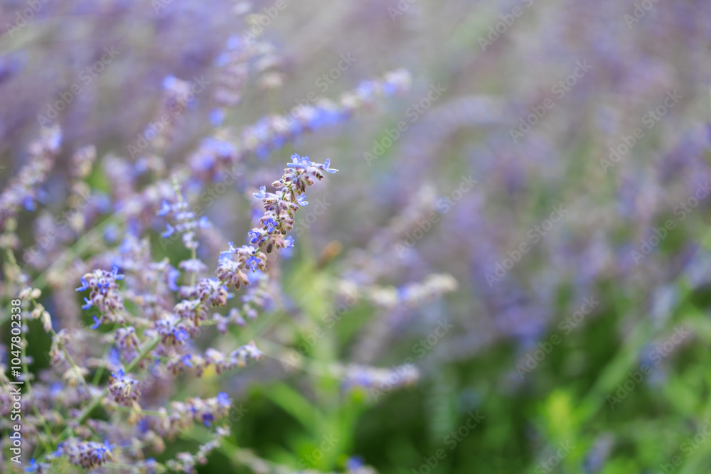 Obraz premium A field of lavender flowers with a blue sky in the background
