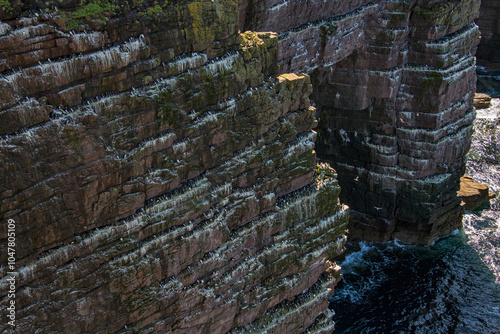 Costão Rochoso com aves marinhas (paisagem) | Rocky Shore with seabirds photo