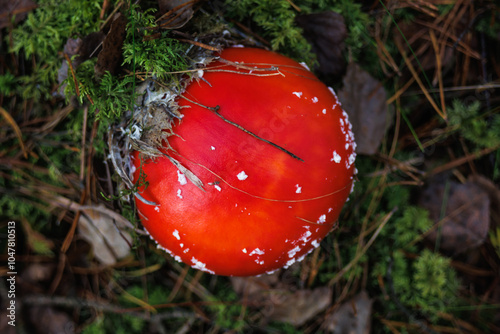 Amanita muscari. Toxic and hallucinogen beautiful red-headed mushroom Fly Agaric in grass on autumn forest background. source of the psycho-active drug Muscarine photo