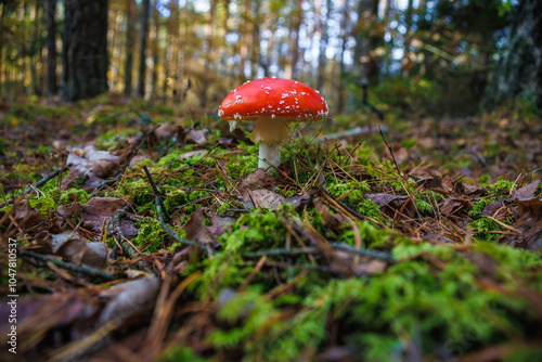 Amanita muscari. Toxic and hallucinogen beautiful red-headed mushroom Fly Agaric in grass on autumn forest background. source of the psycho-active drug Muscarine photo