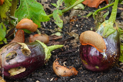 eggplants pierced by slugs. slug pest in slug crops. brown slugs eating eggplant leaves in the vegetable garden. photo