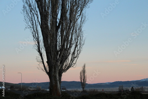 Картината върху платно A beautiful image of a tree in forefront and and amazing sunset in the background