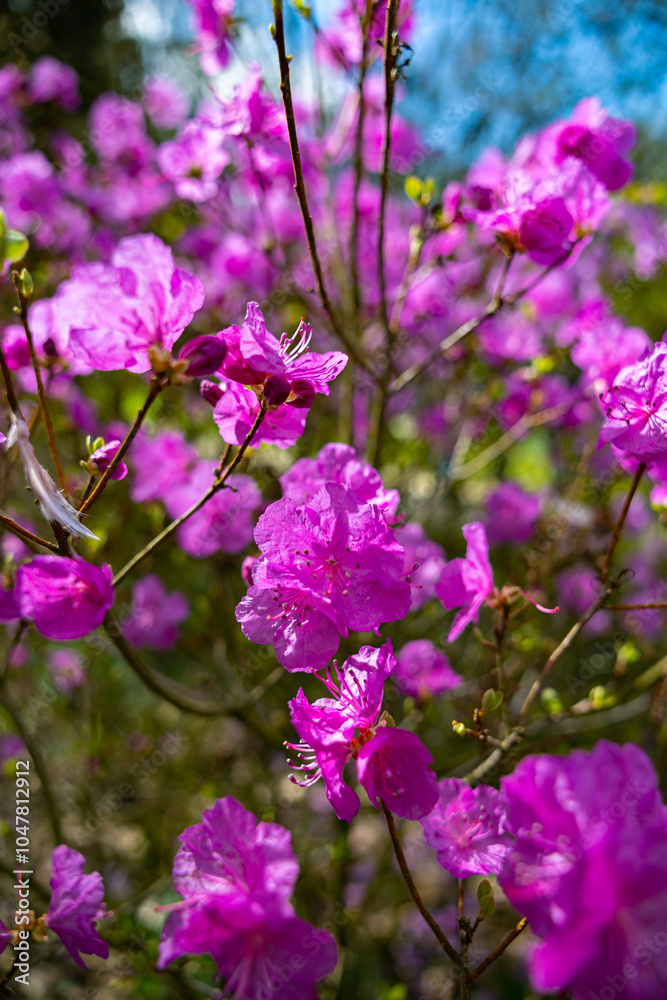 Obraz premium Blühende Blumen