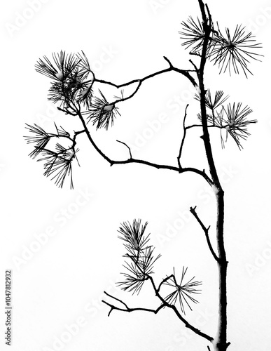 pine branch on a white background