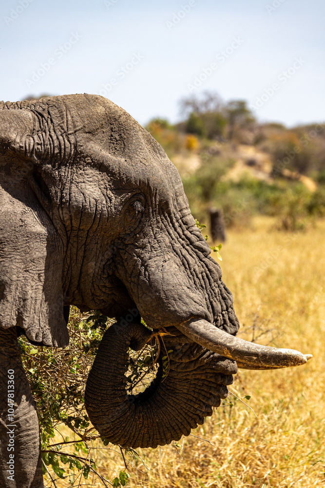 Fototapeta premium Elefant im grünen