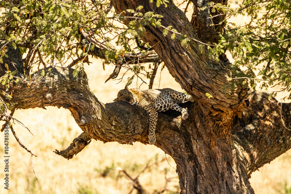 Schlafender Leopard Schlafender Leopard