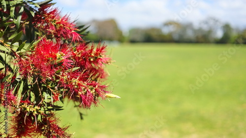 A Photograph of bottlebrush flowers spring scene capturing a field of vibrant blooms in its red colour against the background. Great romanticism. photo
