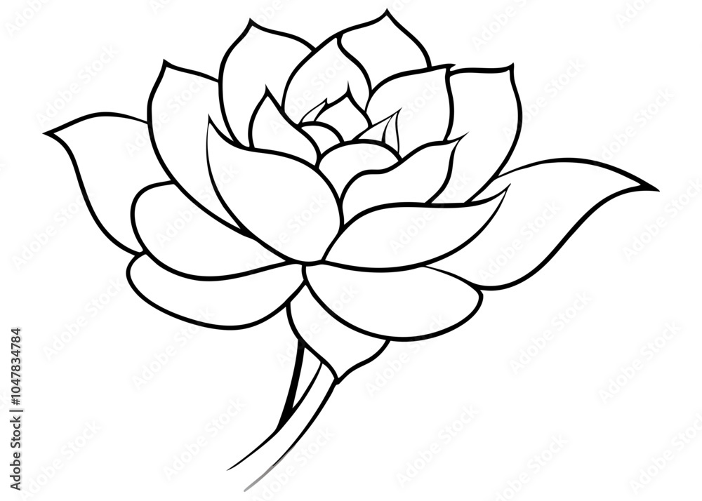 illustration of a rose illustration of a rose