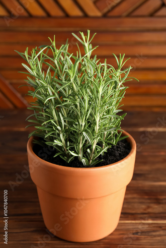 Aromatic rosemary plant in pot on wooden table