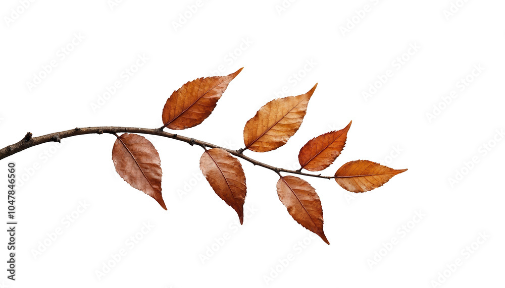 Naklejka premium Autumn leaves