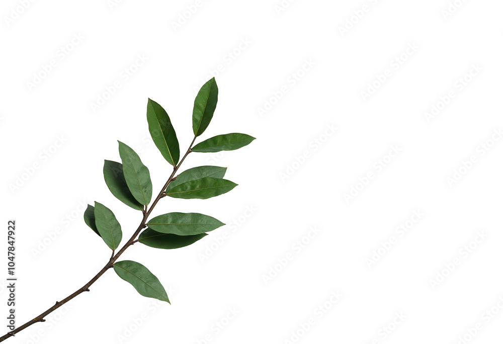 Fototapeta premium Green leaves and branch