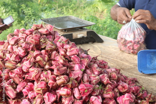 Water Chestnut Trapa natans fruit on shop photo